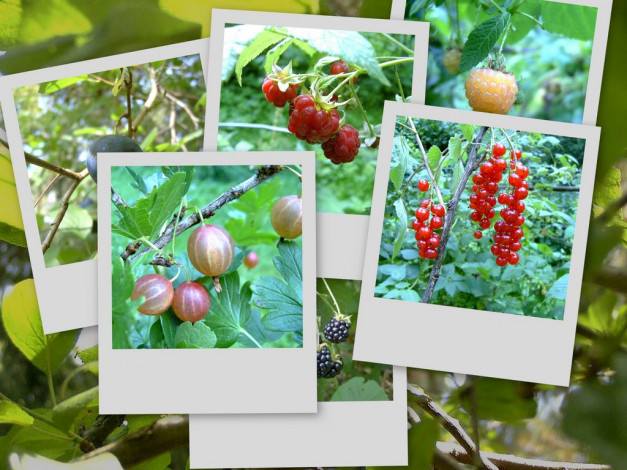 Обои картинки фото 