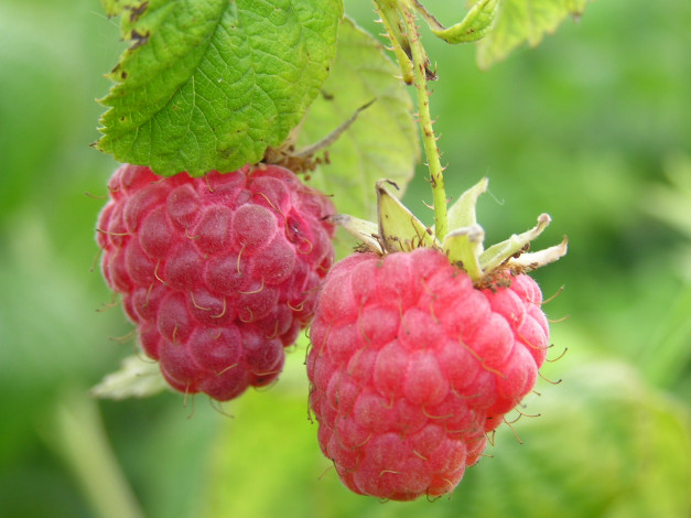 Обои картинки фото 