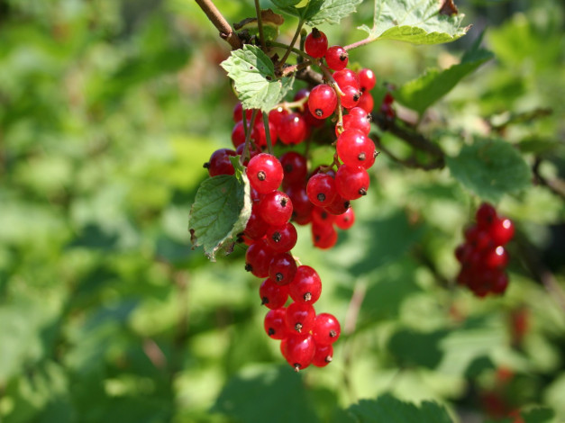 Обои картинки фото 