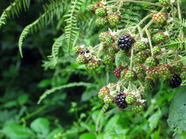 Обои картинки фото 