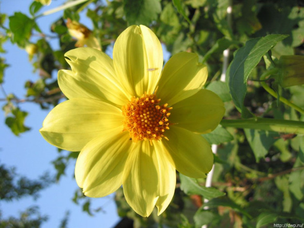 Обои картинки фото цветы, георгины