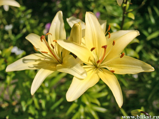 Обои картинки фото цветы, лилии, лилейники