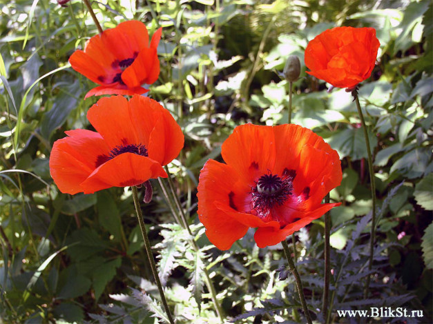 Обои картинки фото цветы, маки