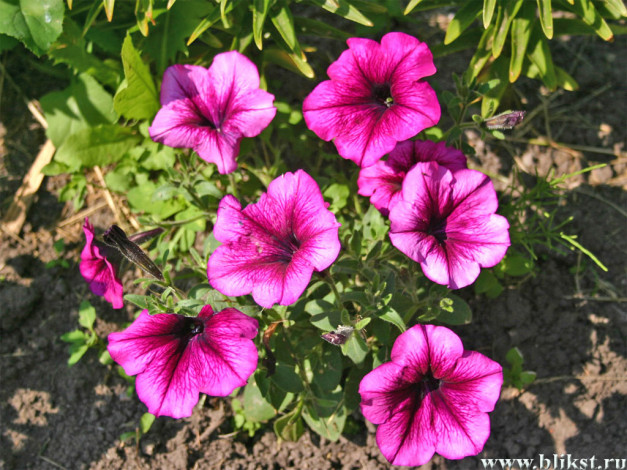 Обои картинки фото цветы, петунии, калибрахоа