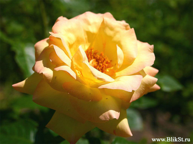 Обои картинки фото цветы, розы