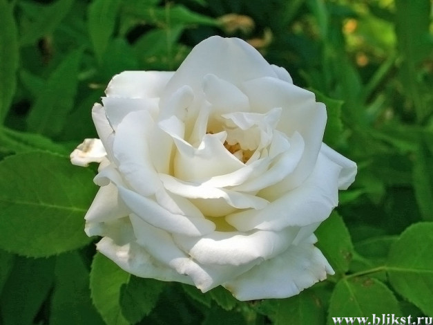 Обои картинки фото цветы, розы