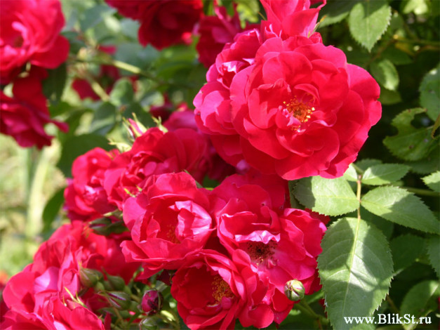 Обои картинки фото цветы, розы