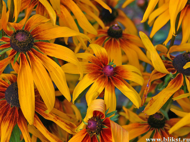 Обои картинки фото цветы, рудбекия