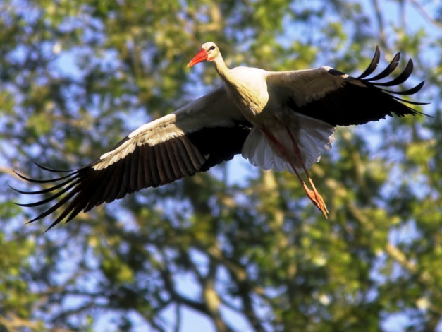 Обои картинки фото животные, аисты