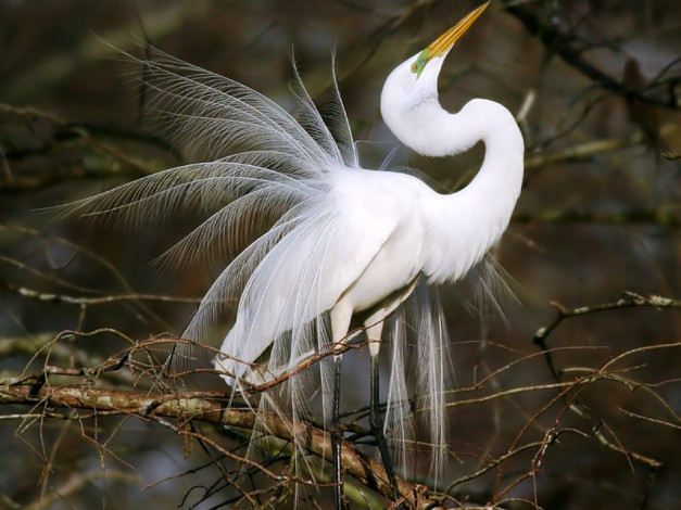 Обои картинки фото животные, цапли