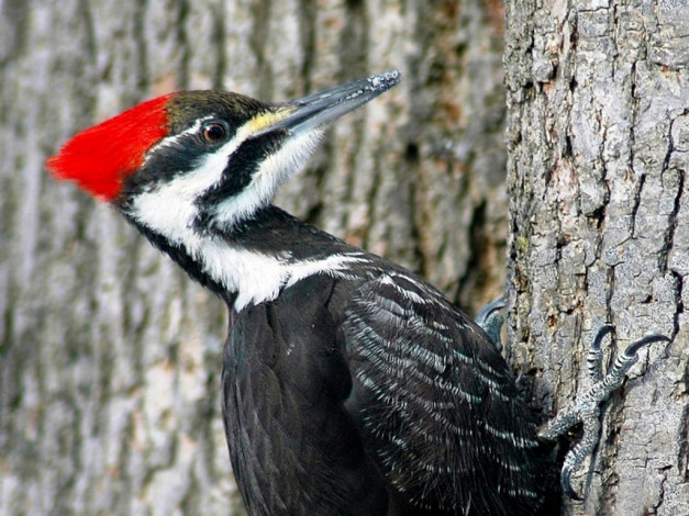 Обои картинки фото животные, дятлы