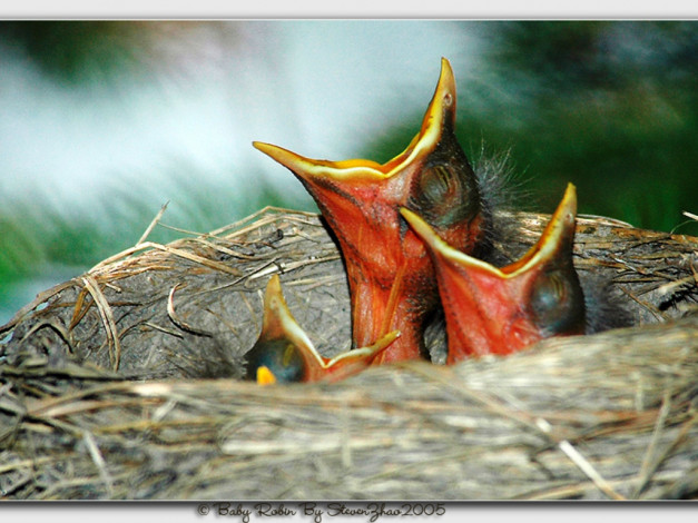 Обои картинки фото животные, гнезда, птиц