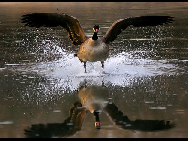 Обои картинки фото животные, гуси