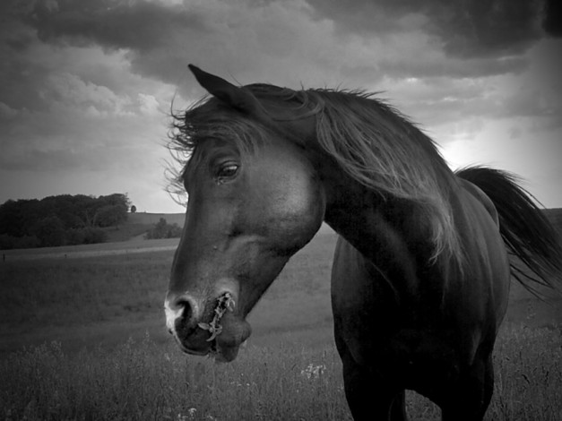 Обои картинки фото животные, лошади