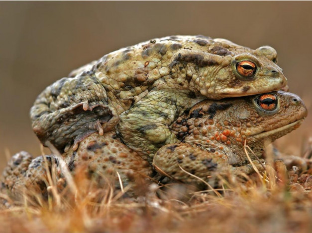 Обои картинки фото животные, лягушки