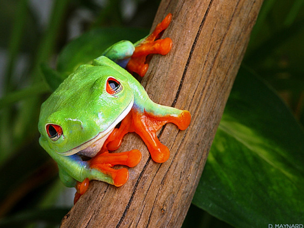 Обои картинки фото животные, лягушки