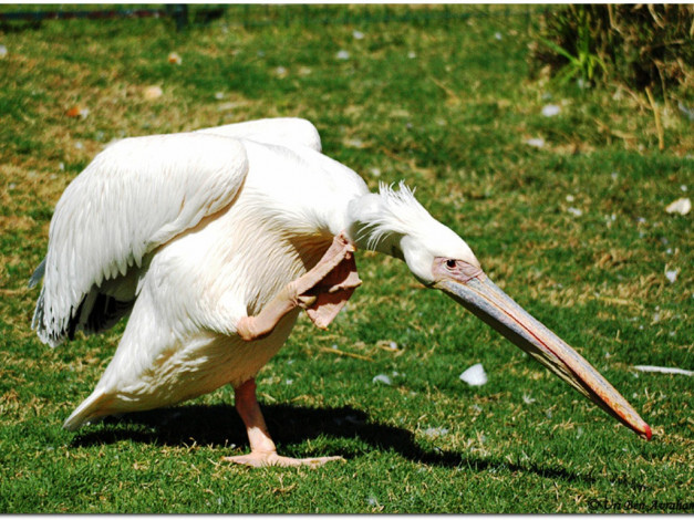 Обои картинки фото животные, пеликаны