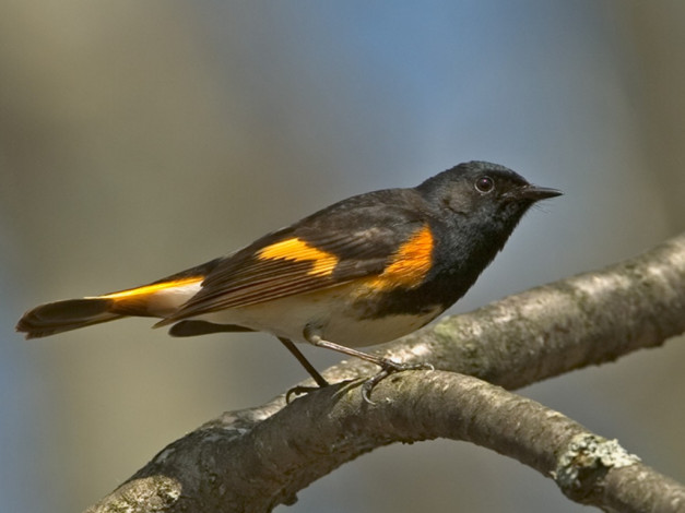 Обои картинки фото животные, птицы