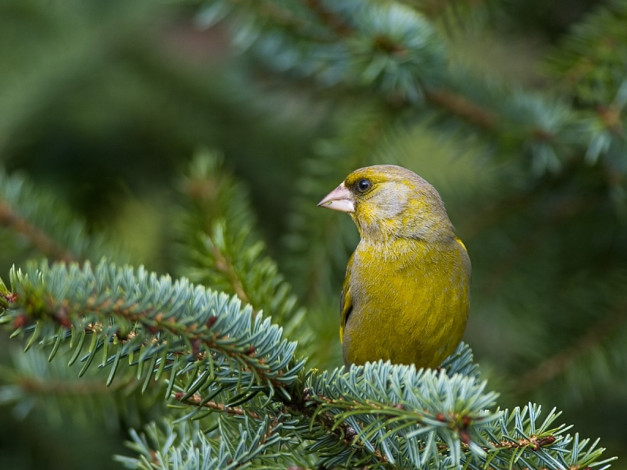 Обои картинки фото животные, птицы