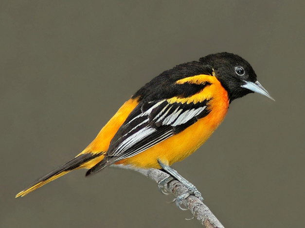 Обои картинки фото животные, птицы