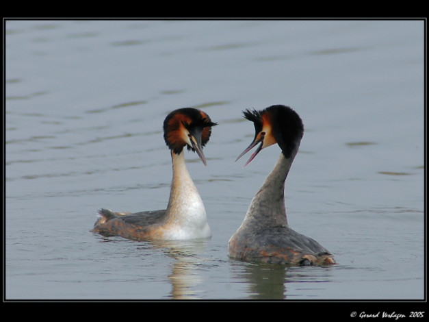 Обои картинки фото животные, птицы