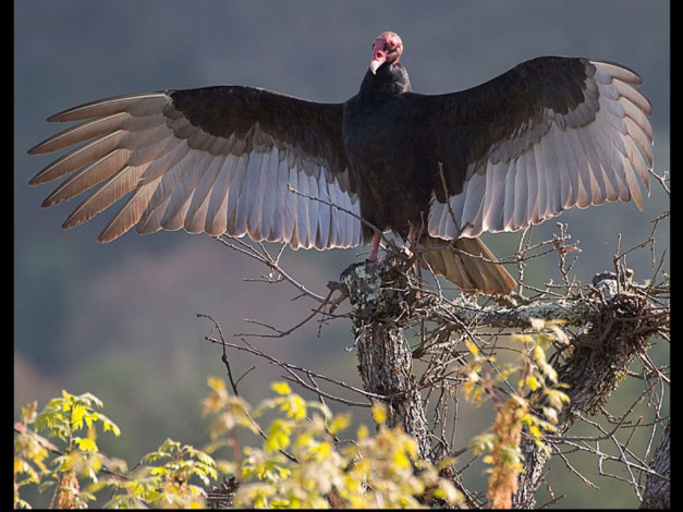 Обои картинки фото животные, птицы, хищники