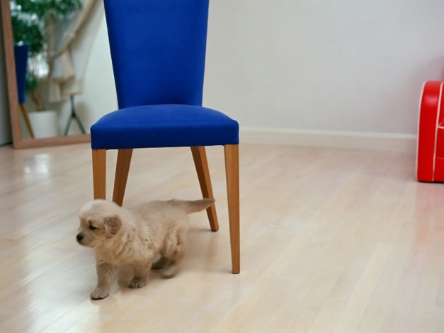 Обои картинки фото животные, собаки