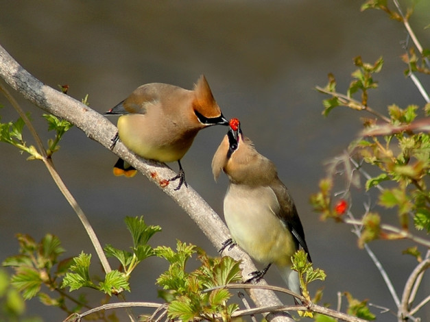 Обои картинки фото животные, свиристели