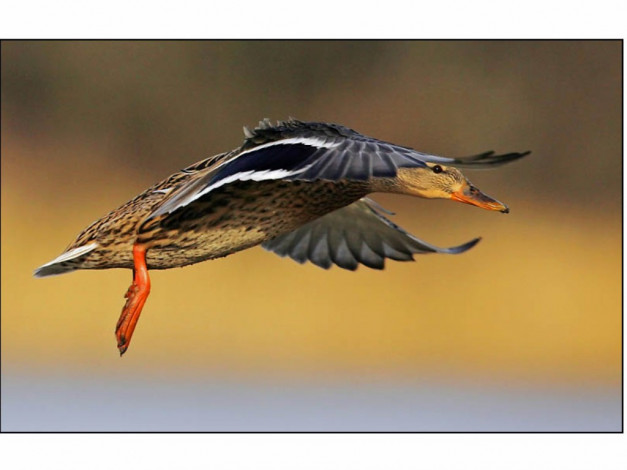 Обои картинки фото животные, утки