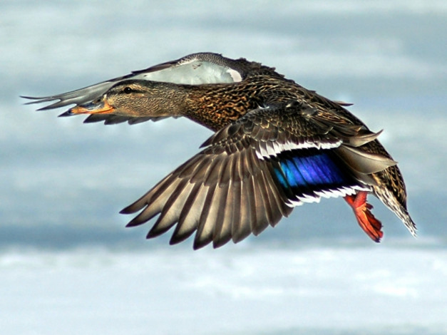 Обои картинки фото животные, утки