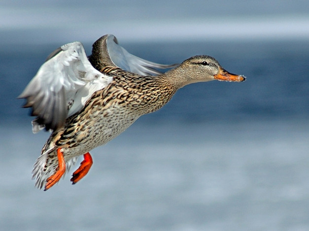 Обои картинки фото животные, утки