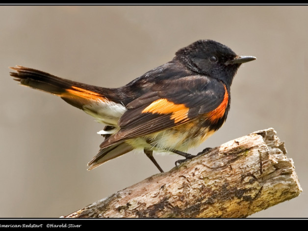 Обои картинки фото животные, птицы