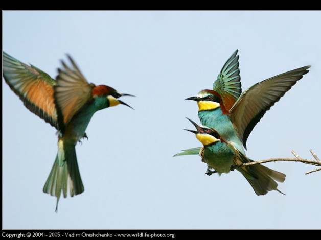 Обои картинки фото животные, щурки, пчелоеды