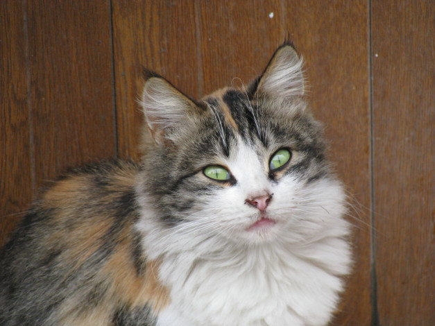 Обои картинки фото животные, коты