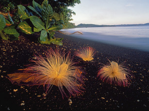 Картинка цветы