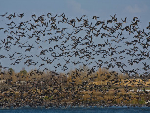 Картинка животные гуси