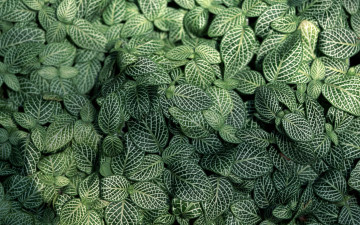 Картинка природа