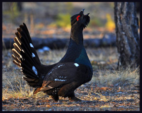 Картинка животные глухари тетерева фазаны