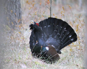 Картинка животные глухари тетерева фазаны