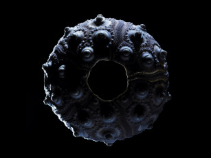 Картинка разное ракушки кораллы декоративные spa камни