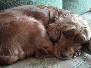 Картинка спаниель животные собаки