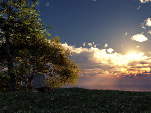 Картинка животные собаки