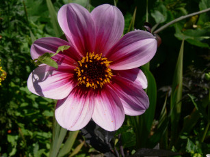 Картинка цветы георгины лепестки