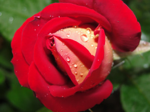 Картинка цветы розы бутон капли