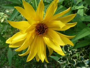 Картинка цветы рудбекия лепестки