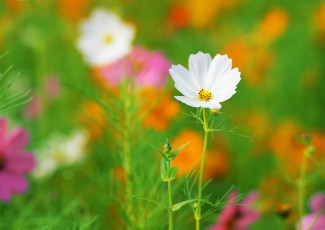 Картинка цветы космея белый