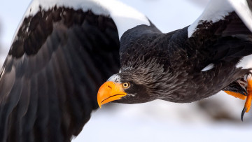 Картинка орлан животные птицы хищники кроноцкий заповедник курильское озеро