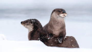 Картинка выдры животные каланы ондатры кроноцкое озеро кроноцкий заповедник
