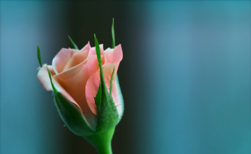 Картинка цветы розы бутон