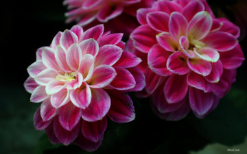 Картинка цветы георгины